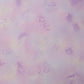 Fossil Fern: Pink Lilac