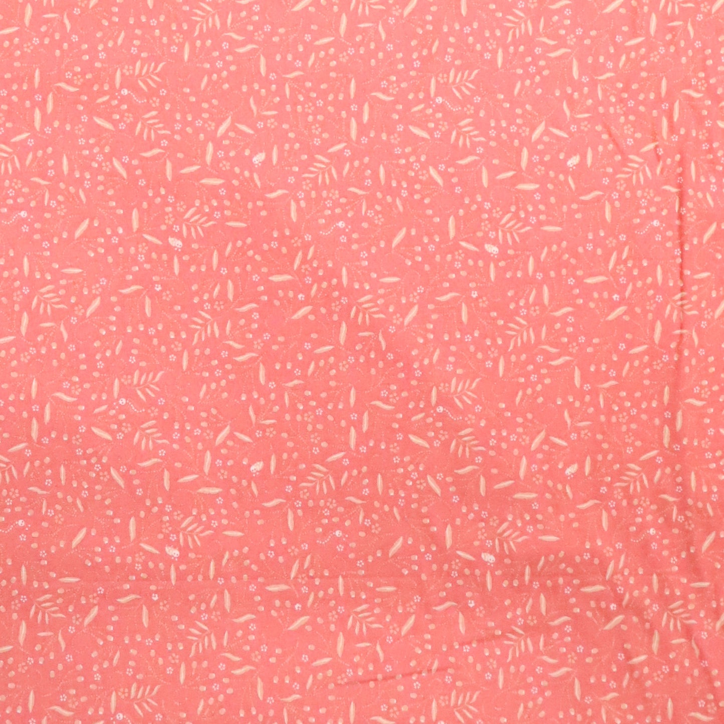 Little Creatures: Coral